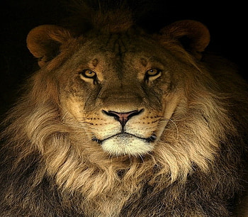 Face of the King, mane, power, strength, hunter, gold eyes, lion, male HD wallpaper
