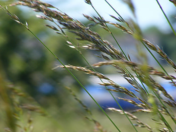 A speeding train behind a flied of grass., speed blur, grass, train, calm HD wallpaper