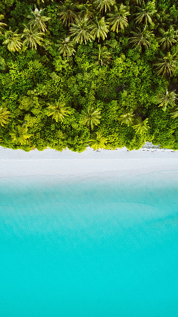 Nature, Beach, Palms, View From Above, Ocean, Tropics, Maldives HD phone wallpaper