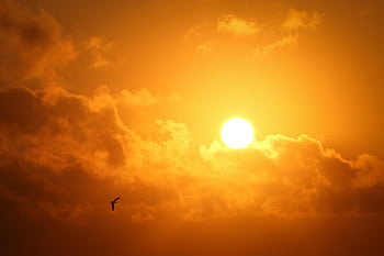 A serene sunset with a vibrant sky and a lone bird flying across. Perfect for nature lovers. HD wallpaper