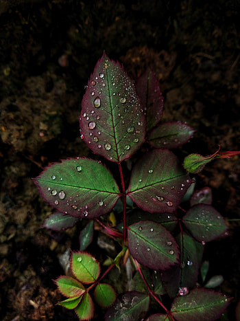 Drops, Plant, Macro, Sheet, Leaf, Carved HD phone wallpaper