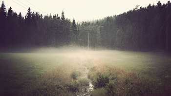 Nature, Forest, Fog, Pillar, Post, Polyana, Glade, Wires, Wire HD wallpaper