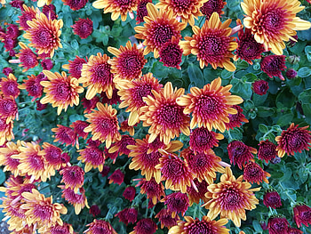 Flowers, Chrysanthemum, Branches, Buds HD wallpaper