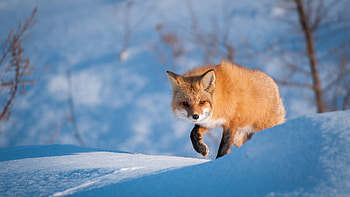 Animal, Fox, Snow, Winter HD wallpaper
