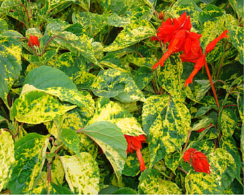 Foliage with flowers, summer, plant, leaves, flower, garden, leaf, graph, spring HD wallpaper