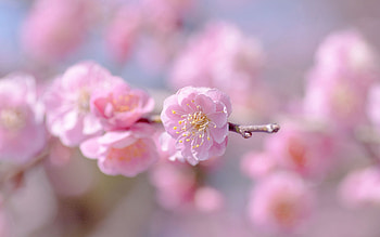 Spring, Pink, Flower, Plant, Macro, Petals HD wallpaper