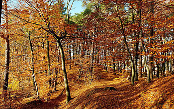 trees in the forest, fun, trees, cool, nature, forest HD wallpaper