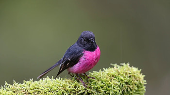 Pink Robin Bird Is Standing On Green Leaves In Green Background Birds HD wallpaper