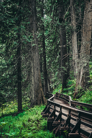 Nature, Trees, Wood, Wooden, Forest, Branches, Bridge HD phone wallpaper