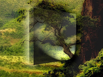 Nature, trees, 3d HD wallpaper