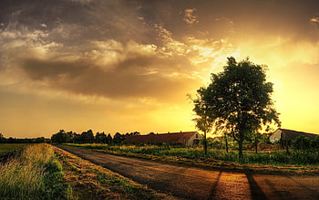 Landscape, Nature, Trees HD wallpaper