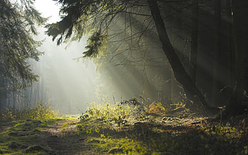 Beautiful Forest, trees, beautiful, nature, forest, sunset HD wallpaper