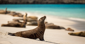 Sea lion on the beach, Galapagos Islands beauty, Coastal marvels, Exotic wildlife HD wallpaper