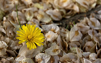 Grass, Flower, Macro, Dry, Dandelion HD wallpaper