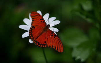 Flower, Macro, Butterfly, Wings HD wallpaper