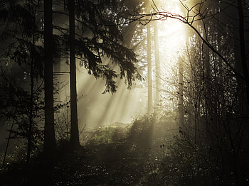 Nature, Trees, Rays, Beams, Forest HD wallpaper