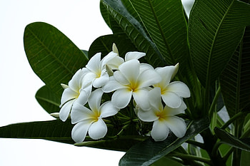 Plumeria, Leaves, Branch, Flowering, Petals HD wallpaper