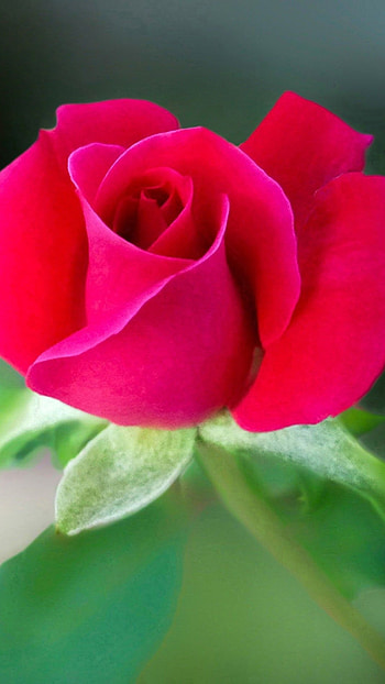 Beautiful Flowers Roses, Small Rose HD phone wallpaper