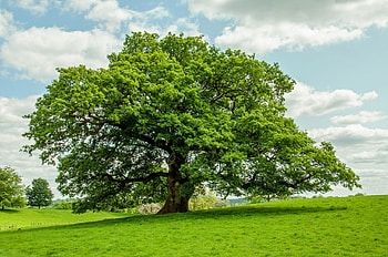 Oak Tree, Oak trees, Carbohydrate reserves, Insect invasions HD wallpaper
