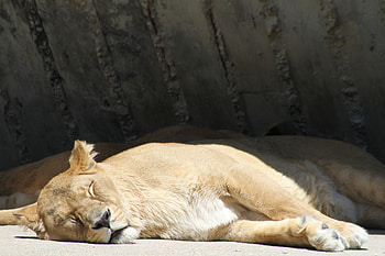 Animals, Lion, Predator, Lioness, Sleep, Dream HD wallpaper