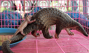 ..'Pangolin'...Critically endangered species, asia, endangered, animals, africa, reptile, anteater HD wallpaper