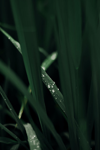 Grass, Drops, Macro, Dew HD phone wallpaper
