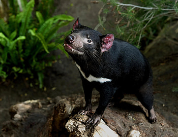 Australian wildlife spotlight, Friend of the Week, Devil-themed Pokemon, Rkemonofriends HD wallpaper