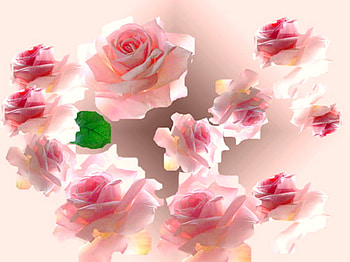 Roses of the light, pink, roses, light, green HD wallpaper
