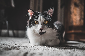 Animals, Cat, Fluffy, Pet, Sight, Opinion, Animal HD wallpaper