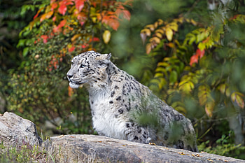 Snow Leopard, Animal, Bokeh, Forest, Cats HD wallpaper
