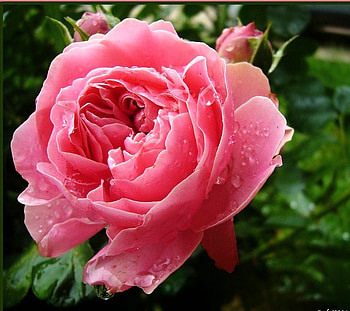 Full bloom, rose, flower, garden green, large, bloom HD wallpaper