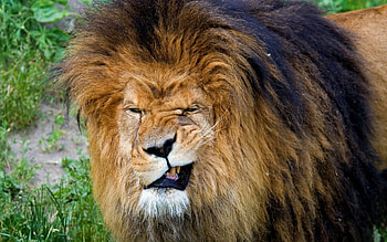 Animals, Lions HD wallpaper
