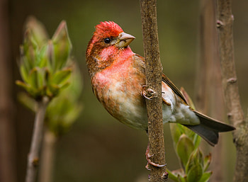 Animals, Bird, Sit, Branch, Finch, Chaffinch HD wallpaper