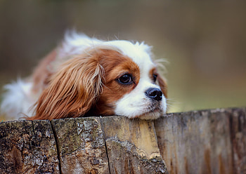 Cute puppy, Dog, Sad, Wood, Cute HD wallpaper