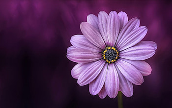 Purple Daisy Flower, purple, flowers HD wallpaper