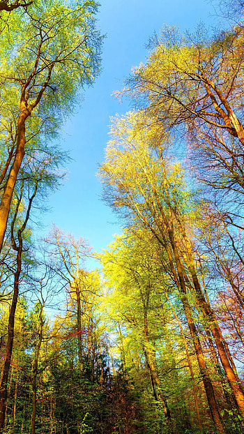 Latest, Green Trees HD phone wallpaper