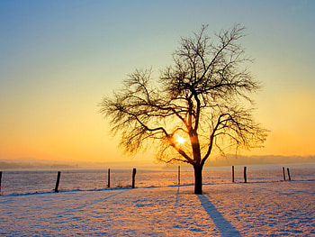 cold morning, cold, morning, snow, tree HD wallpaper