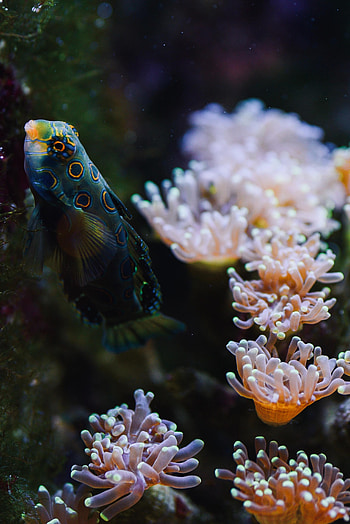 Animals, Water, Coral, Aquarium, Fish HD phone wallpaper