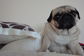 Animals, Dogs HD wallpaper