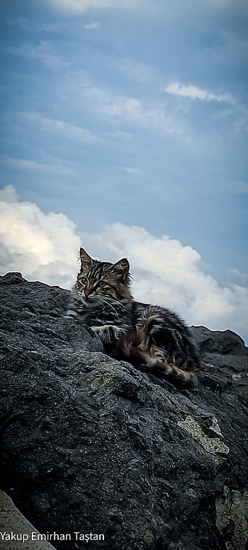 Sokak Kedisi, doğaa, streett, cat street sokakkedisi doga hayvan, foto, kedi HD phone wallpaper
