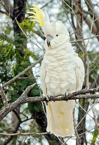 Greg's diary, Recovery mode, Cockatoo journey HD phone wallpaper