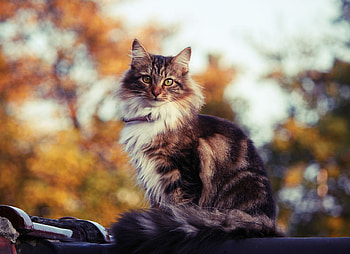Animals, Sit, Cat, Fluffy, Roof HD wallpaper