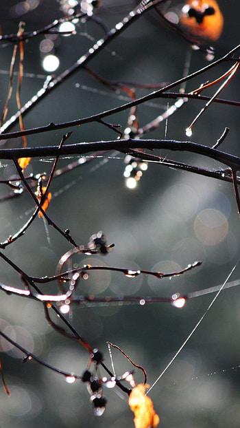 Tree Branch after Rain, rain, tree branch, water drop HD phone wallpaper