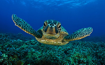 Visual masterpiece, Aquatic wonder, delight, Breathtaking ry HD wallpaper