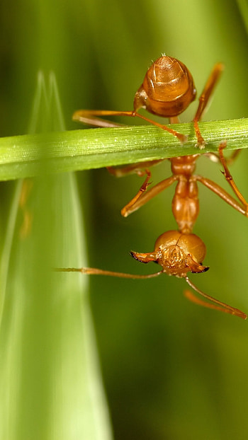 Red ant on grass, Upside-down view, Mobile , Nature's beauty HD phone wallpaper
