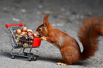 Squirrel, animal, cute, funny, veverita HD wallpaper