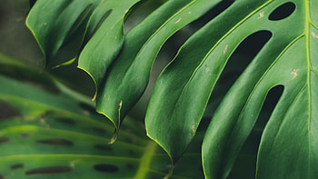 Green Leaf, Close up big, Green leaf, U HD wallpaper