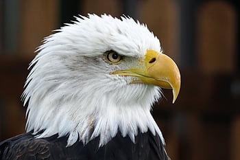 Close-up portrait of a majestic bald eagle showcasing its fierce gaze and distinct white feathers. HD wallpaper