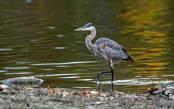 Heron, Latvia, water, bird HD wallpaper