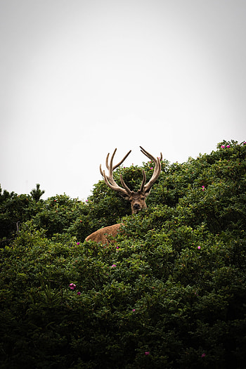 Animals, Sky, Bush, Animal, Deer, Horns HD phone wallpaper